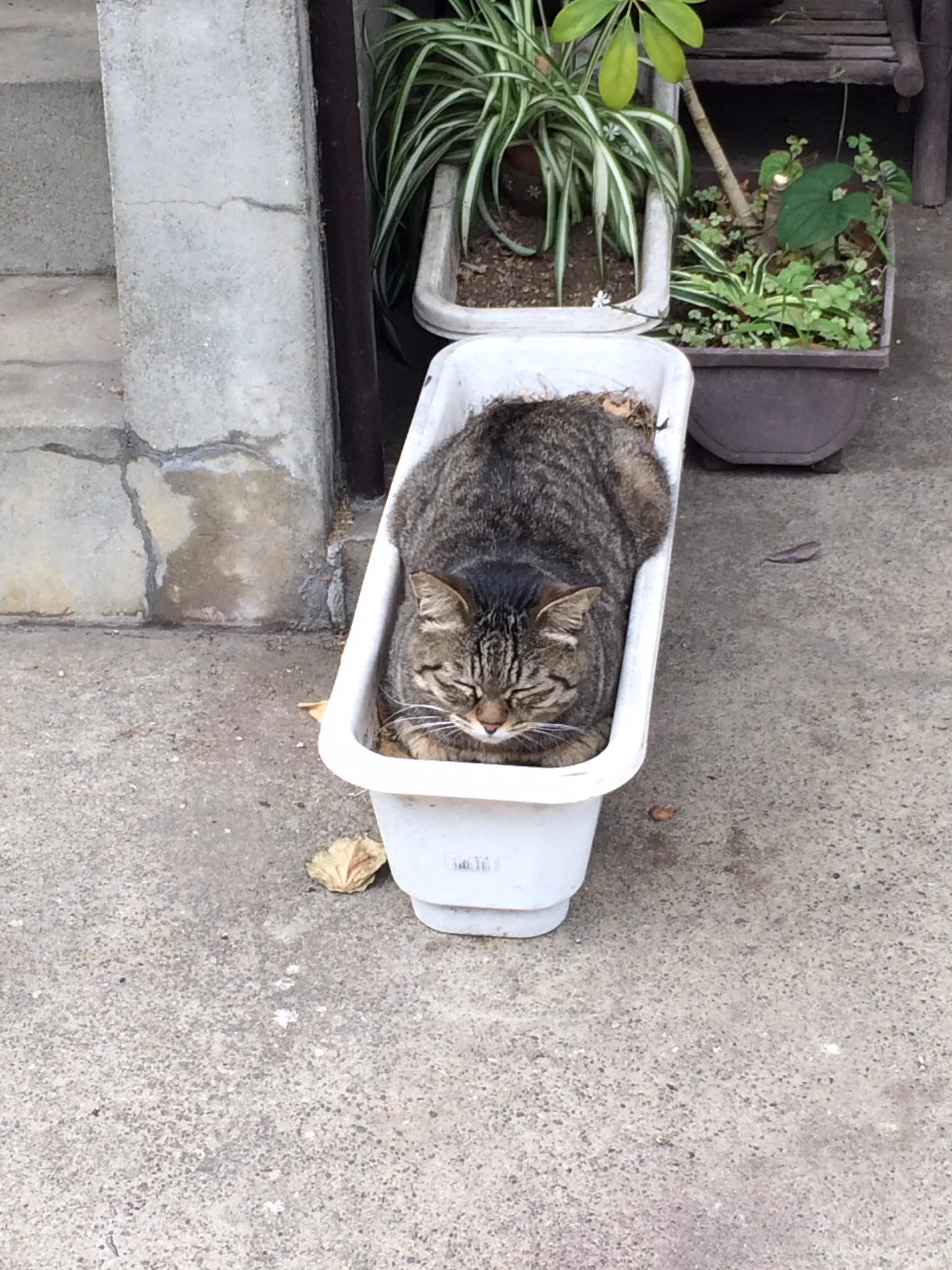 近所を散歩してたら猫が生えてましたｗｗｗ夏を感じる…！