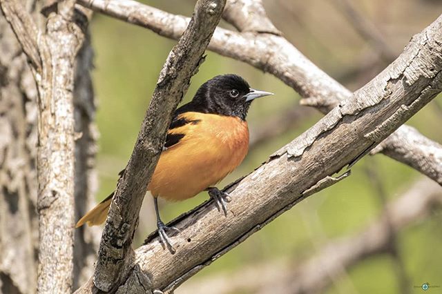 rk_y26's tweet photo. Baltimore Oriole https://t.co/6KxNEwLthK