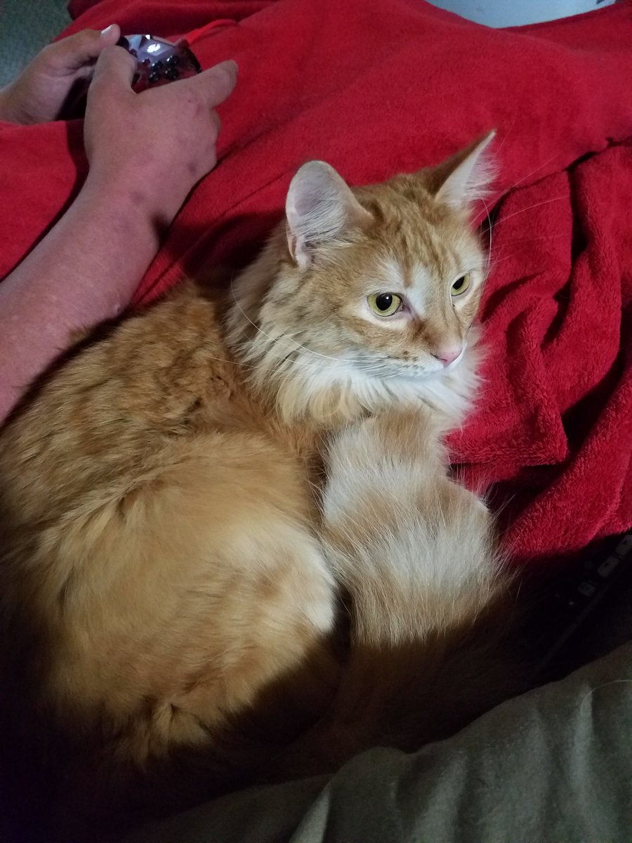 Liz_aretsaZ's tweet photo. Video games are the cats best friends. #dailyprayers #makewarm https://t.co/9bdpZp7XjD