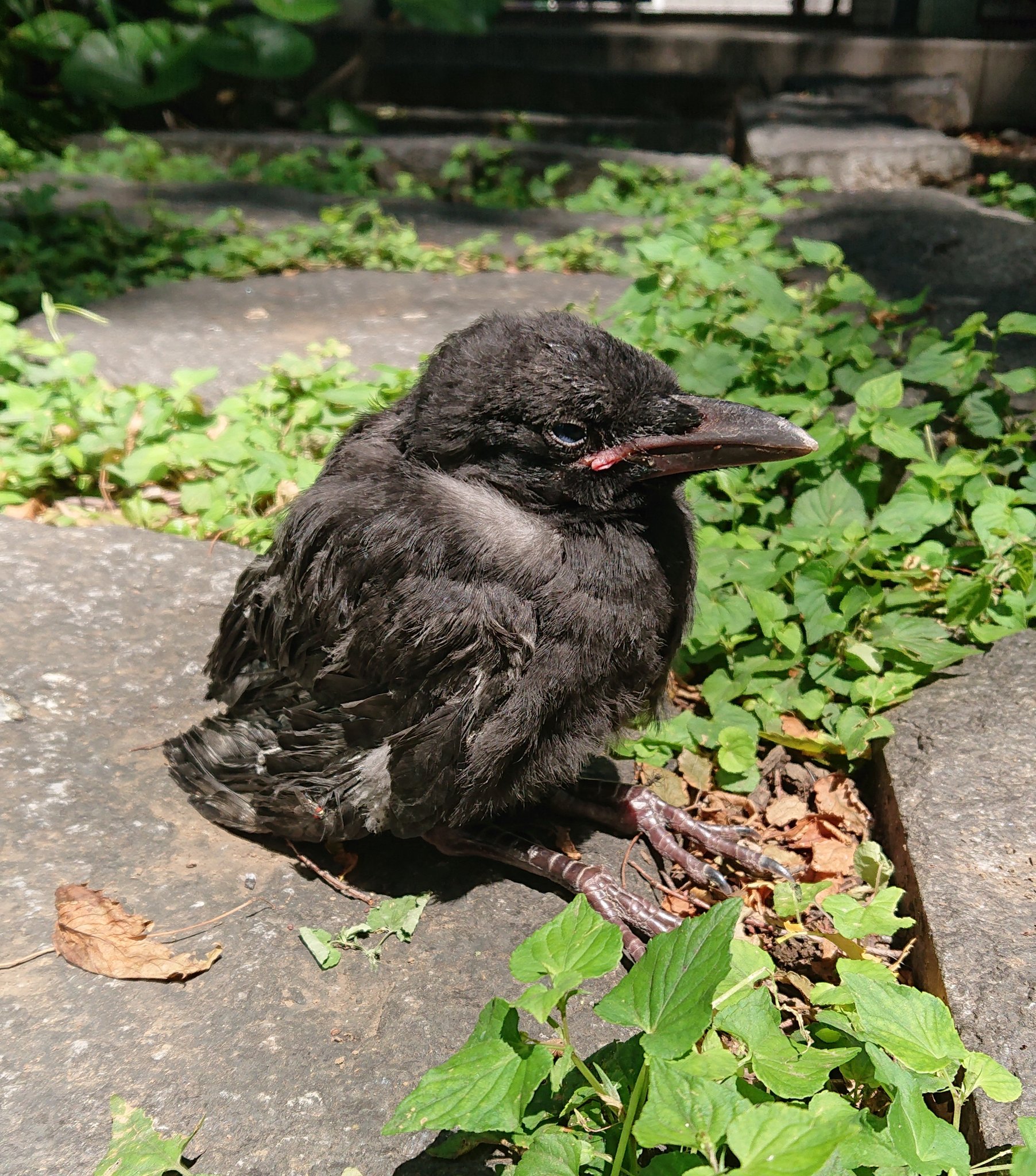Szk En Twitter カラスの雛を見つけました 怪我をして動けないようです こういう場合はどうすればいいですか Szk En Twitter カラスの雛を見つけました 怪我をして動けないようです こういう場合はどうすればいいですか