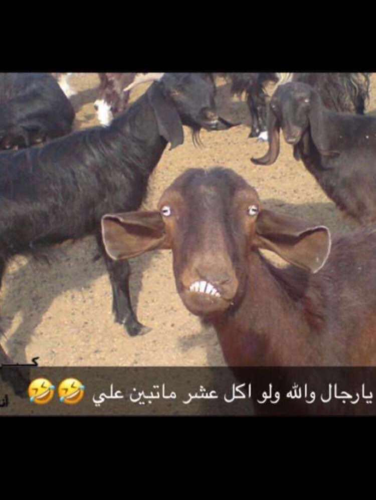 Walidalwalid13's tweet photo. @AbooooFusil https://t.co/LfcGnT8BAo