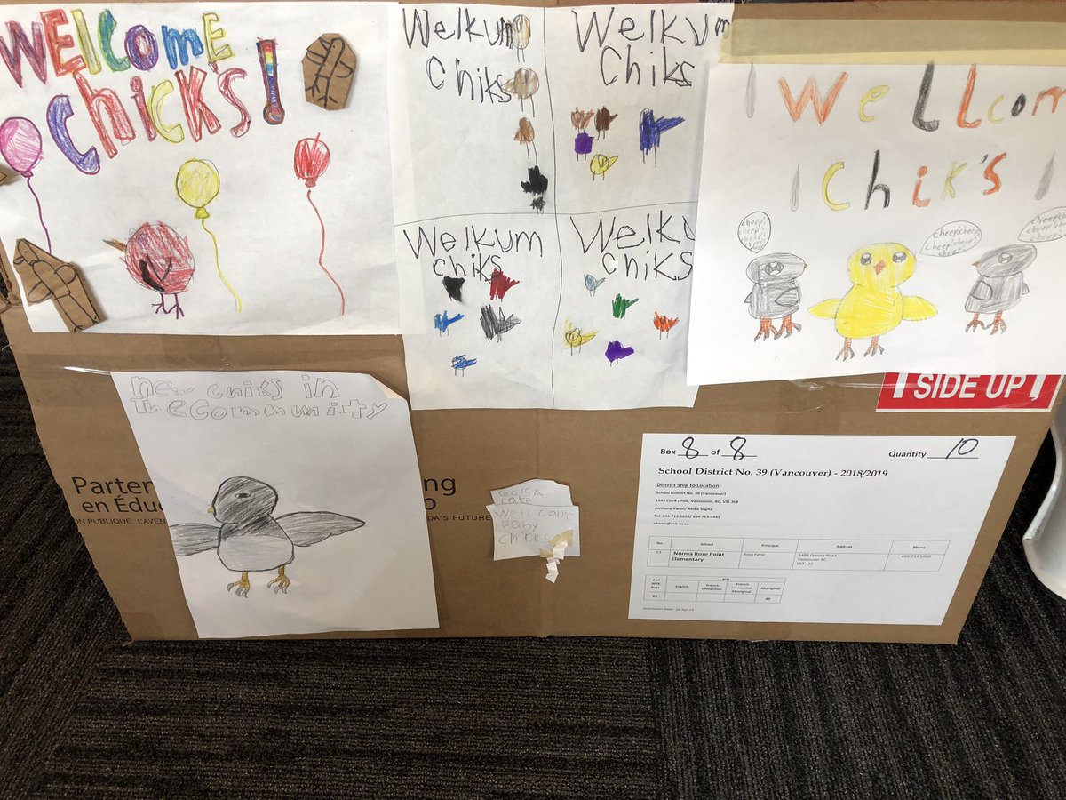 kmac_50's tweet image. Sword fern Community celebrates the arrival of 4 baby chicks! @RosePointSchool #inquiry #provocations