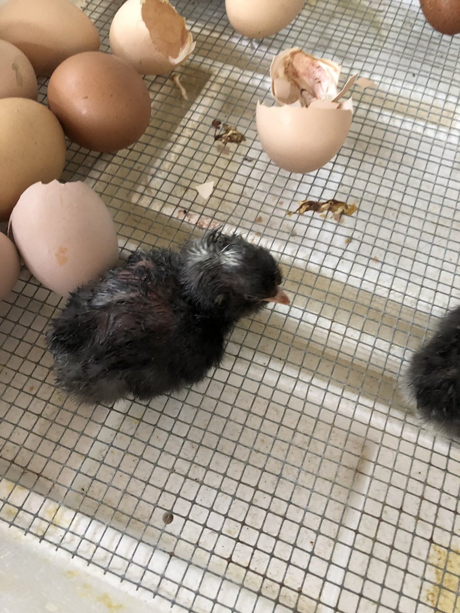 kmac_50's tweet image. Sword fern Community celebrates the arrival of 4 baby chicks! @RosePointSchool #inquiry #provocations