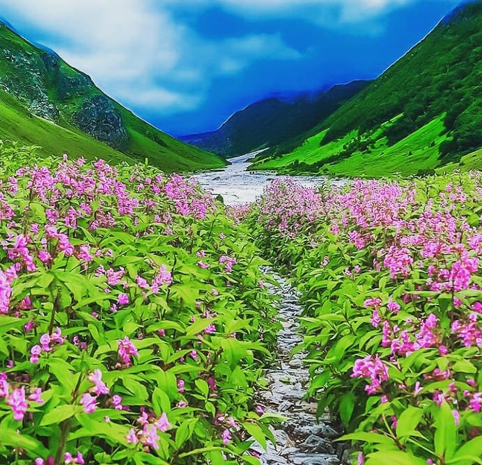 finchantdotcom's tweet photo. Destination of the day : valley of flowers .
.
Visit : https://t.co/zHYBX4Bgqf to rent vehicle
.
#finchant #finchantdotcom #trekking #hiking #camping #outdoor #trekkersofindia #indiatrekking #hikingadventures #indiahikes #joshimath #auli #uttarakhand_beauty #uttarakhand https://t.co/LOb33lSqzC