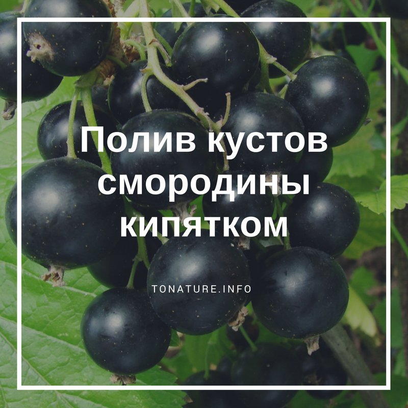 ПОЛИВ КУСТОВ СМОРОДИНЫ КИПЯТКОМ

tonature.info/poliv-kustov-s…

#toNatureInfo #Смородина #Огород #Дача #Сад #ВыращиваниеСмородины #ПоливСмородины #УходЗаСмородиной #КакПолистьСмородину