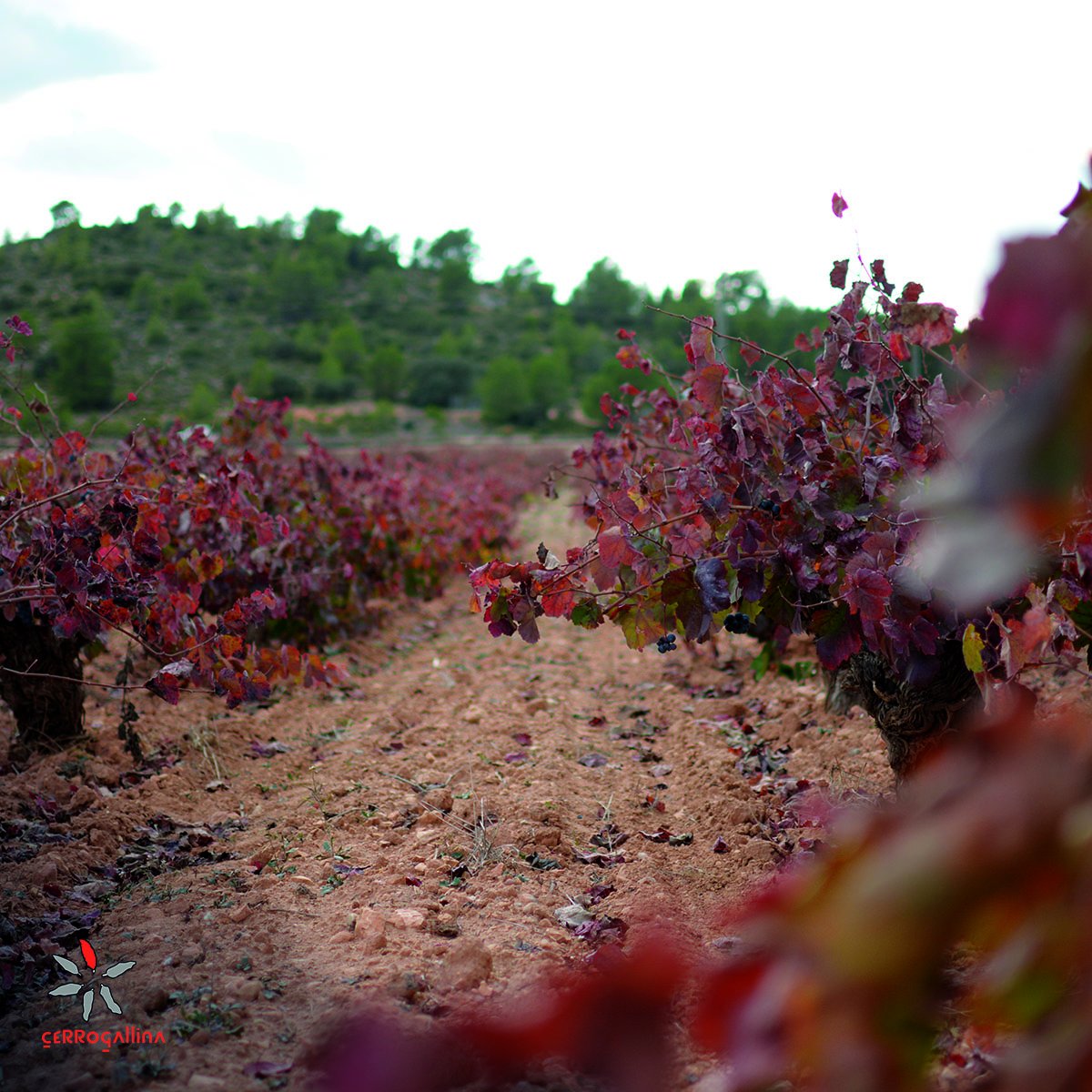 cerrogallina's tweet photo. 🍇🌿 En la elaboración de nuestros vinos, intentamos que se perciban claramente sus signos varietales y la raza de las tierras de Requena. 🍷

#BodegasCerrogallina #Bobal #PinotNoir #DOUtielRequena https://t.co/zOof3e1zis