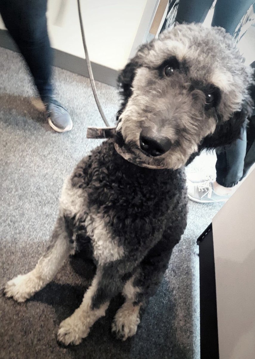 Bether4's tweet image. Pretty much sums up this guy! #grootthebernedoodle #bernedoodle