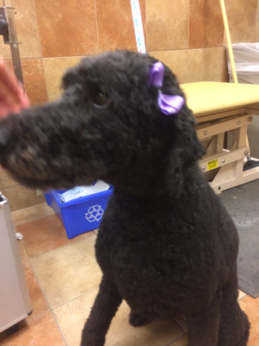 PetSmart 2341 tweet media