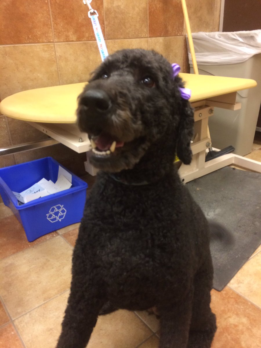 PetSmart 2341 tweet media