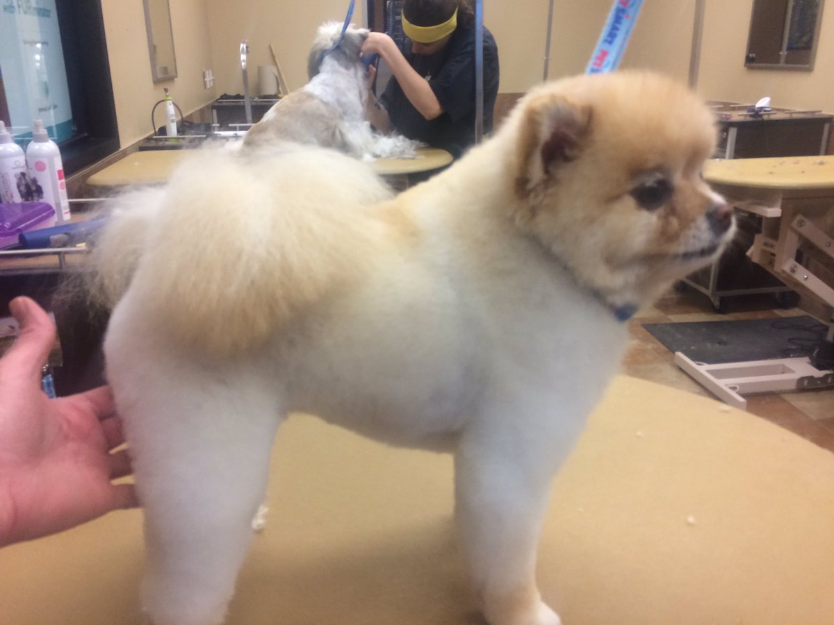 Piper looking good after her visit to the salon with me today. #ilovemyjob #petsmartgrooming #tishgroom2341 #pomaranian