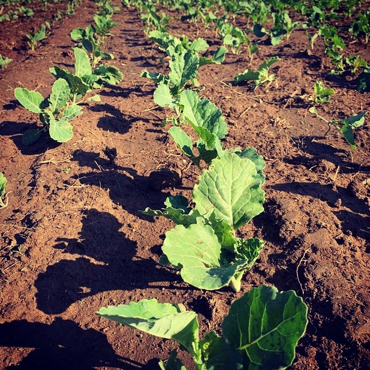 khulaecosystem's tweet photo. We’re still out on the road vetting about 7 farmers a day #khulaapp https://t.co/MxyDNz2Xrk