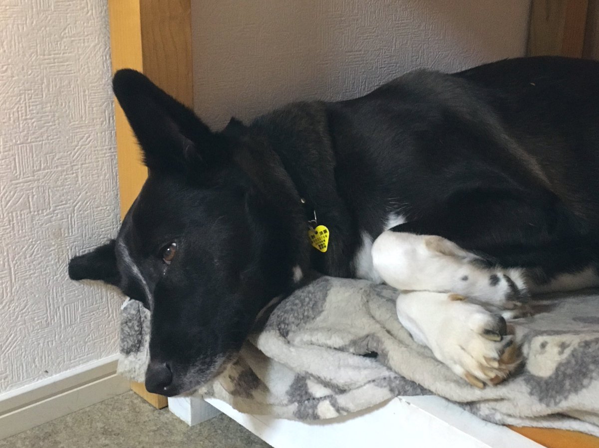 めっちゃ育児参加してんじゃんこの犬 幼児をあやす犬がえらいし尊い Togetter めっちゃ育児参加してんじゃんこの犬 幼児をあやす犬がえらいし尊い Togetter