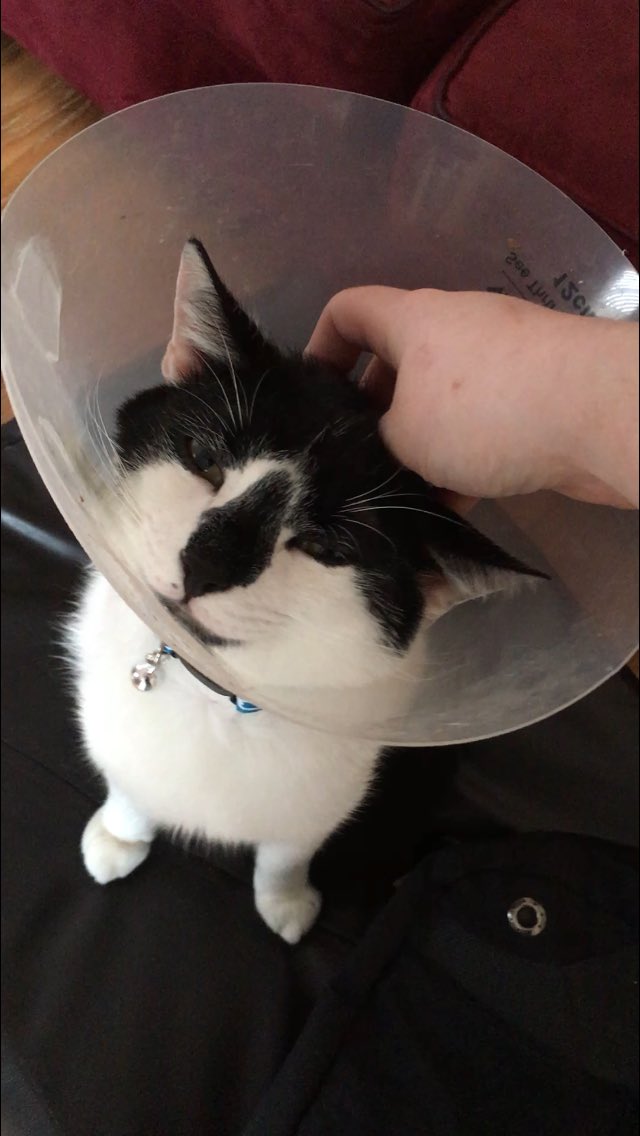 RoscoWasAdopted's tweet photo. That’s the spot. 😻😻😻😻 #CatsOfTwitter https://t.co/hwxULkJKa7