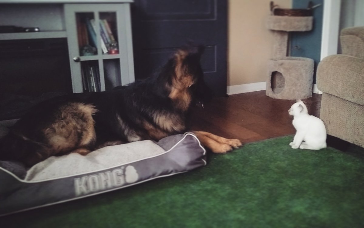 FauxPawTextiles's tweet photo. My dad died, and I just havent felt like being on twitter the last month. Here's a picture of my asd son's search &amp; rescue dog with our new service kitty, lilac point Siamese, meet Mr. Johnson. We get another half brother end of June. #VladanZenRicher #OhMrJohnson https://t.co/DhrD8beTIU
