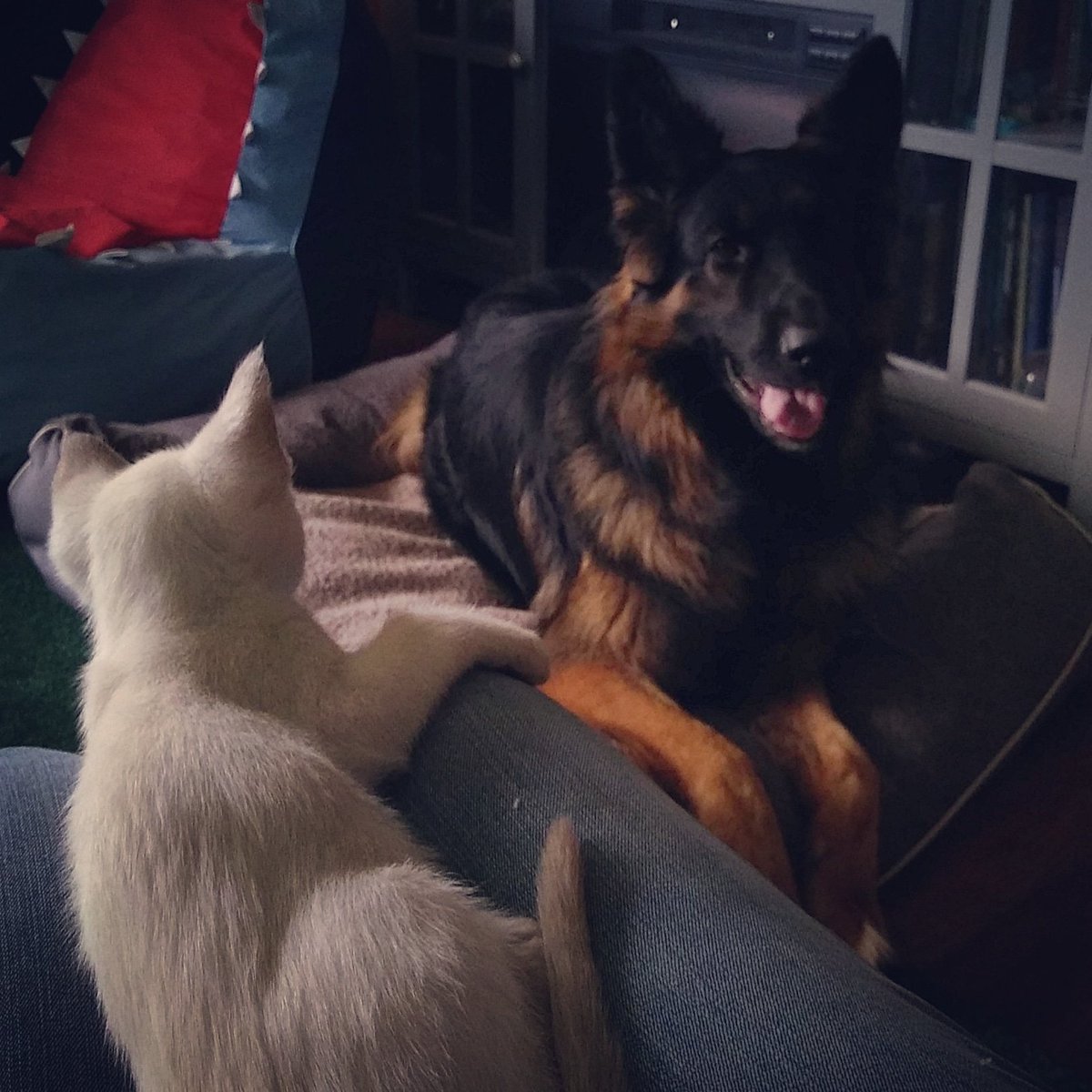 FauxPawTextiles's tweet photo. My dad died, and I just havent felt like being on twitter the last month. Here's a picture of my asd son's search &amp; rescue dog with our new service kitty, lilac point Siamese, meet Mr. Johnson. We get another half brother end of June. #VladanZenRicher #OhMrJohnson https://t.co/DhrD8beTIU