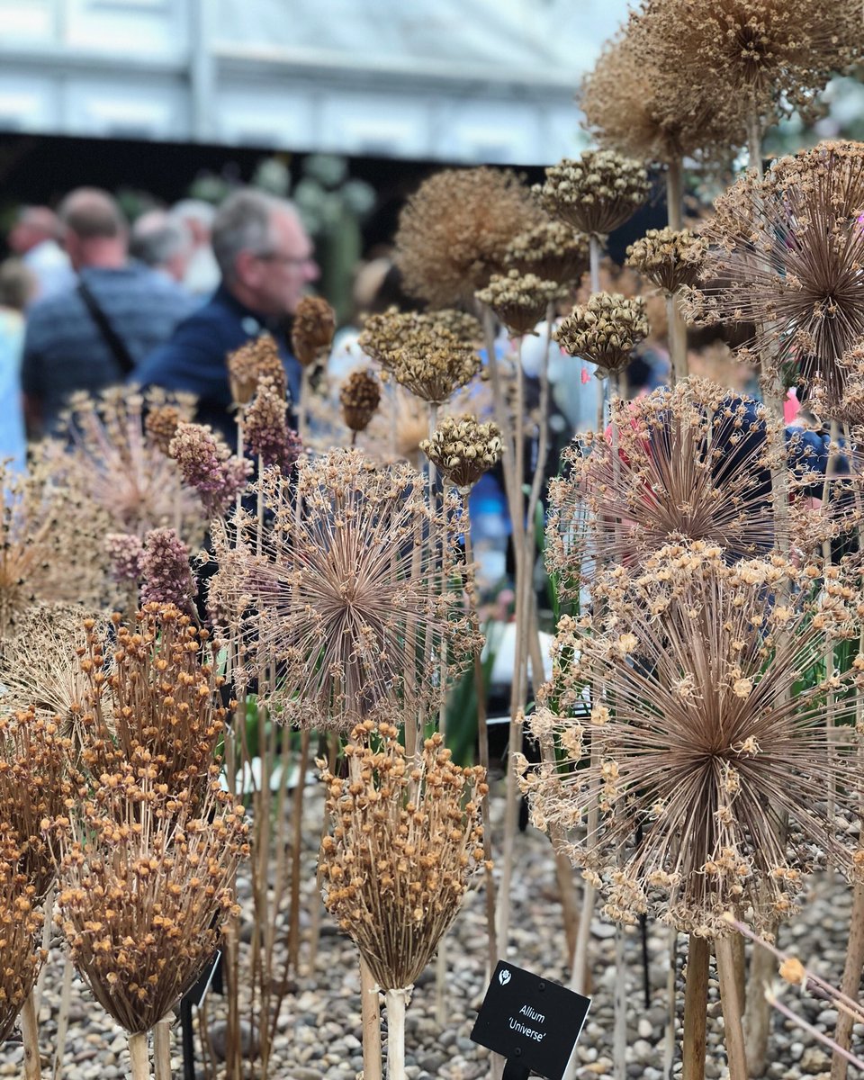 Impressive feat to have kept these Allium skeletons in perfect condition from last year. Love that the longevity of this bulb is being celebrated in this display #rhschelsea <a href="/The_RHS/">The RHS</a>