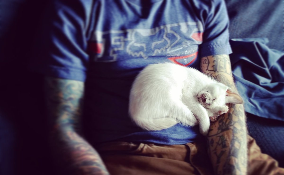 FauxPawTextiles's tweet photo. Mr. Johnson and my husband (I actually bought the kitten for him ;) ) https://t.co/WJP71OTKqX