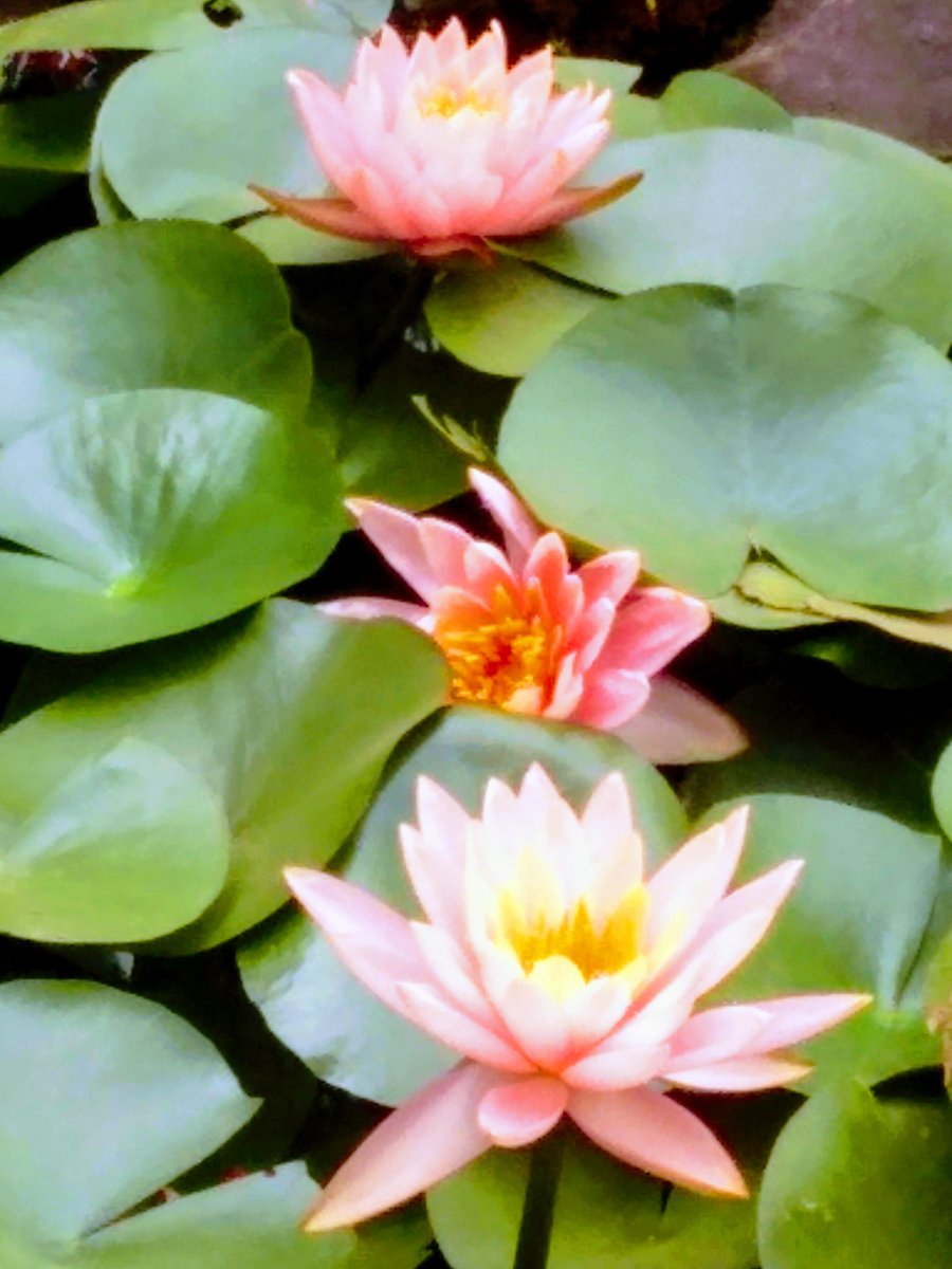 talk2_priya's tweet image. Channel, Channel baat chali hai, Pata chala Hai #Modijacket pehen ke #Kamal khila Hai!!!!  #ElectionResults2019