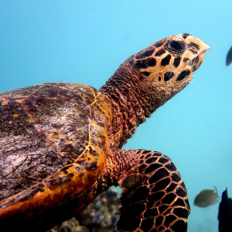 Turtlebayuk's tweet photo. 🐢🐢🐢 It's our favourite day of the year... Happy World Turtle Day! 🐢🐢🐢

Did you know that sea turtles have been around since dinosaurs roamed the Earth?

#turtlebayuk #WorldTurtleDay https://t.co/4KR24hllo5