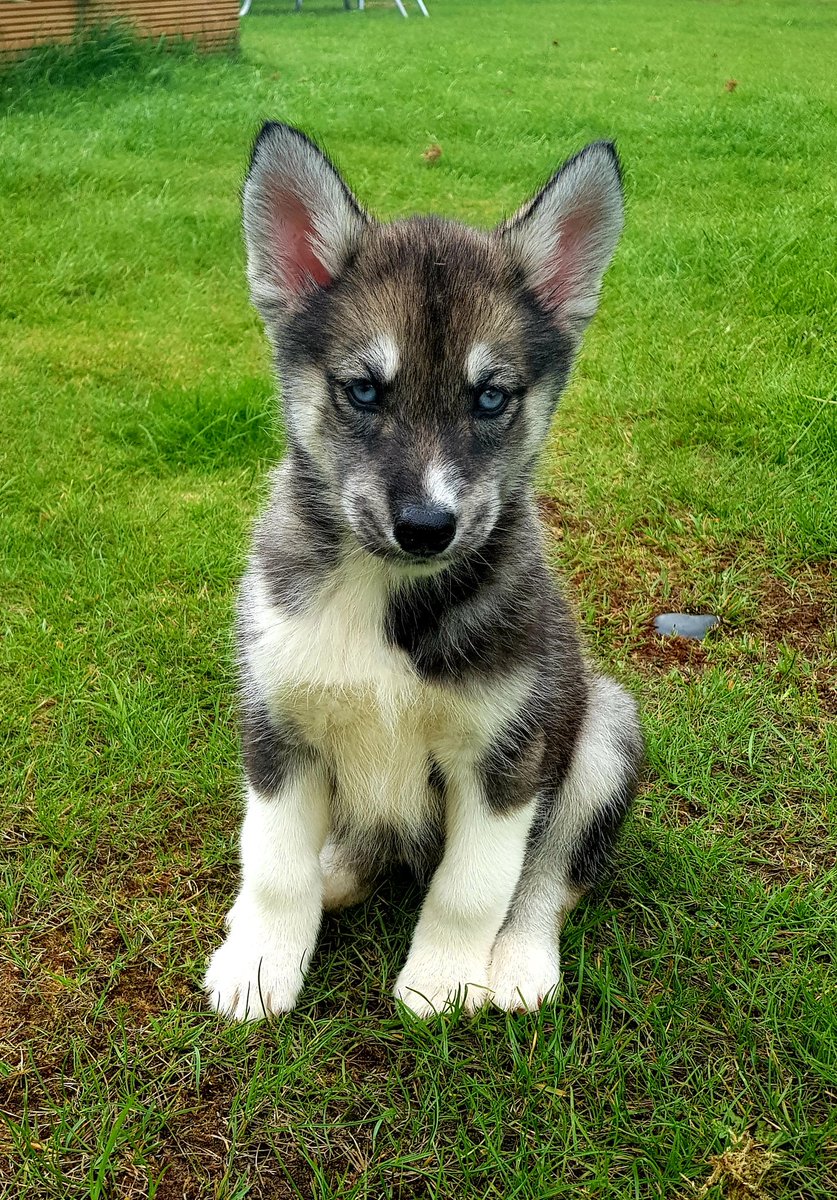 L_A_Mackay's tweet photo. This week we welcomed Mishka into our family. Although I'm only getting 4 hours sleep, shes an amazing character, who likes to play and howl.
@MrDowlingClass can you tell Bella you've seen this https://t.co/3lYnb8vq0a