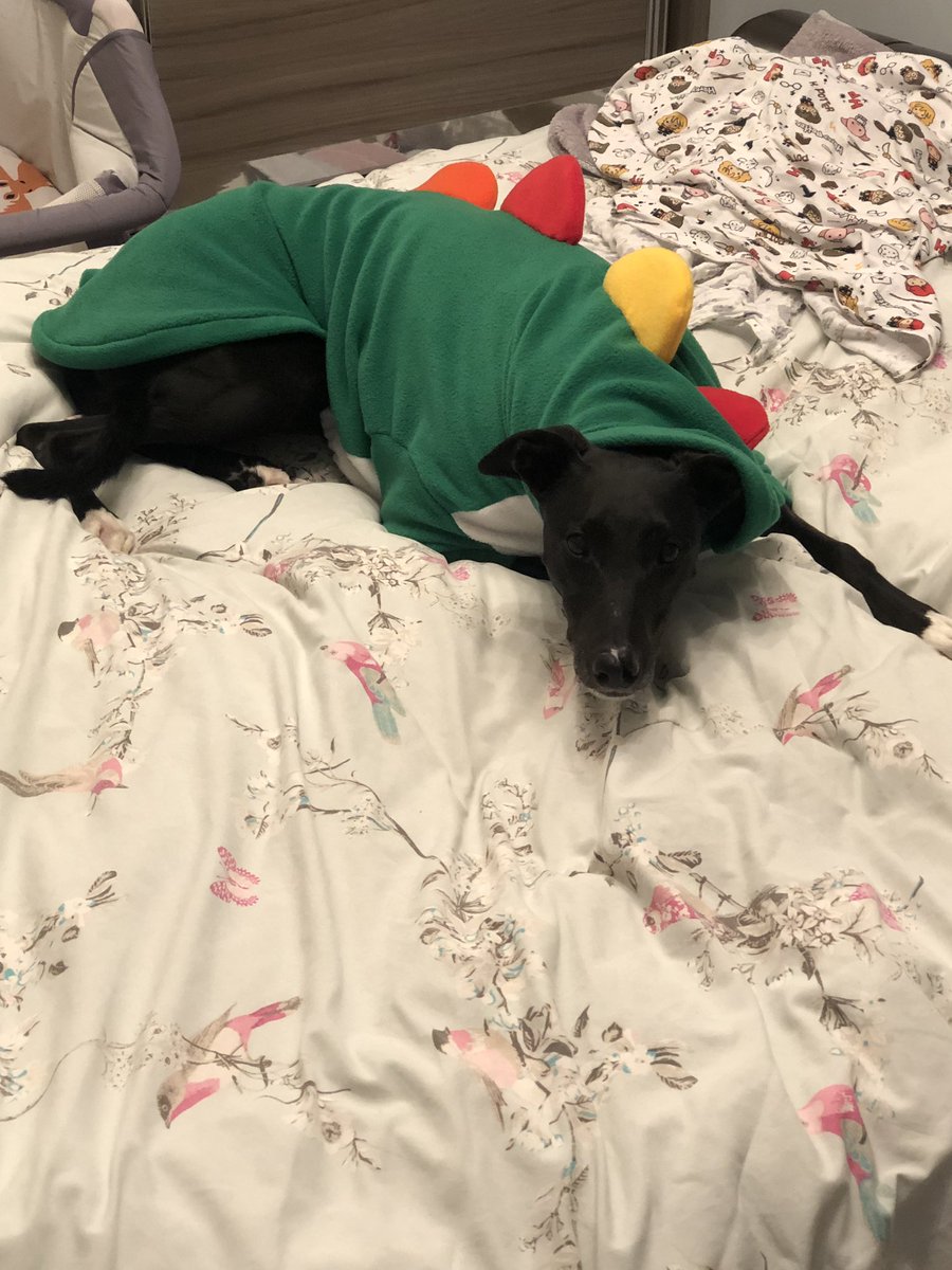Ralphy_boy1's tweet photo. Thank you @lilymoo_ I’m a Ralphosaurus 🦖🦕🐾 https://t.co/bmJEOwRAf3