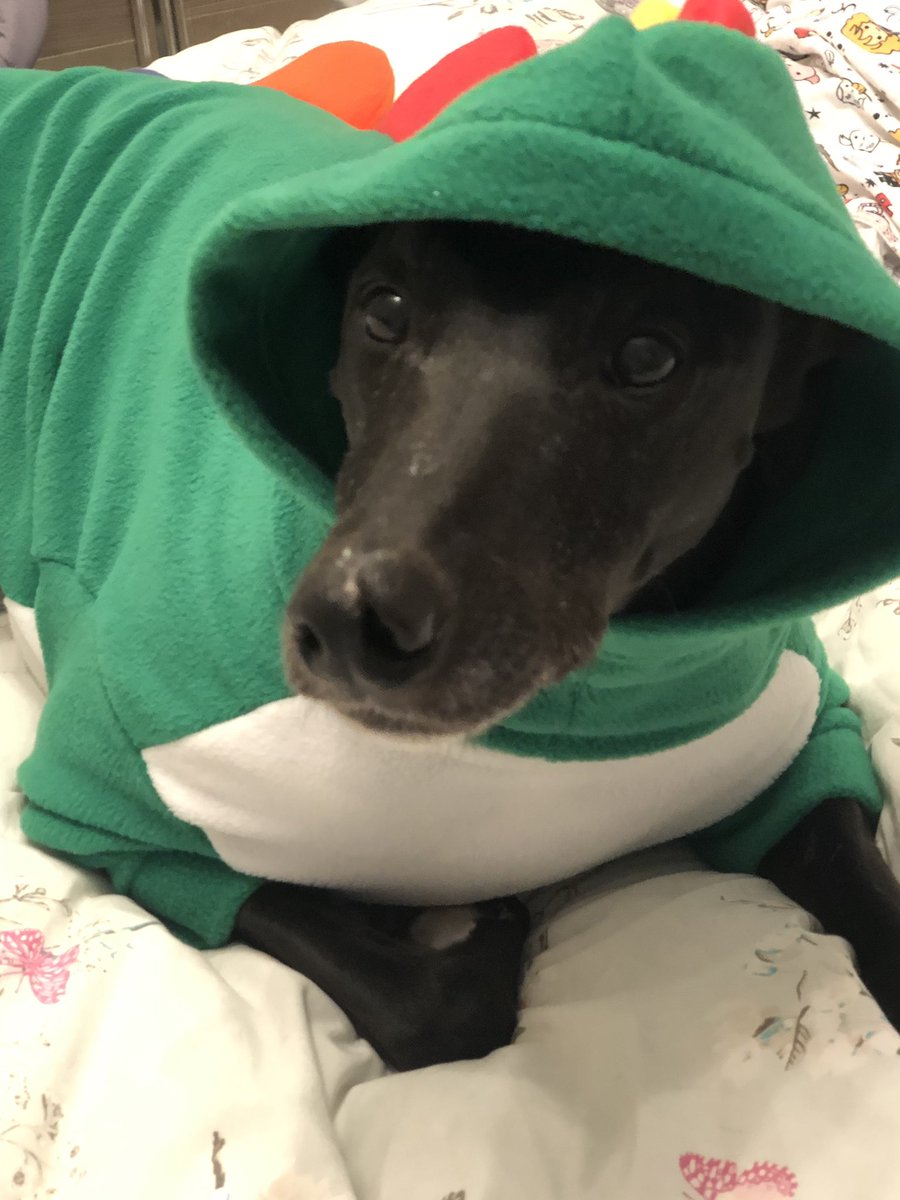 Ralphy_boy1's tweet photo. Thank you @lilymoo_ I’m a Ralphosaurus 🦖🦕🐾 https://t.co/bmJEOwRAf3