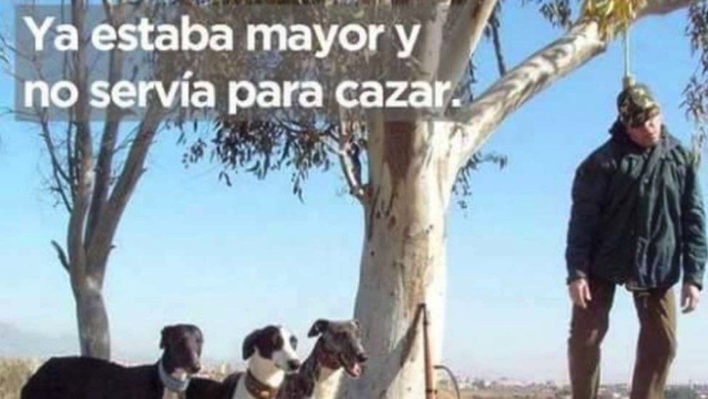 Una detenida en Tomelloso por delito de odio en Facebook contra policías y cazadores cazawonke.com/actualidad/832…