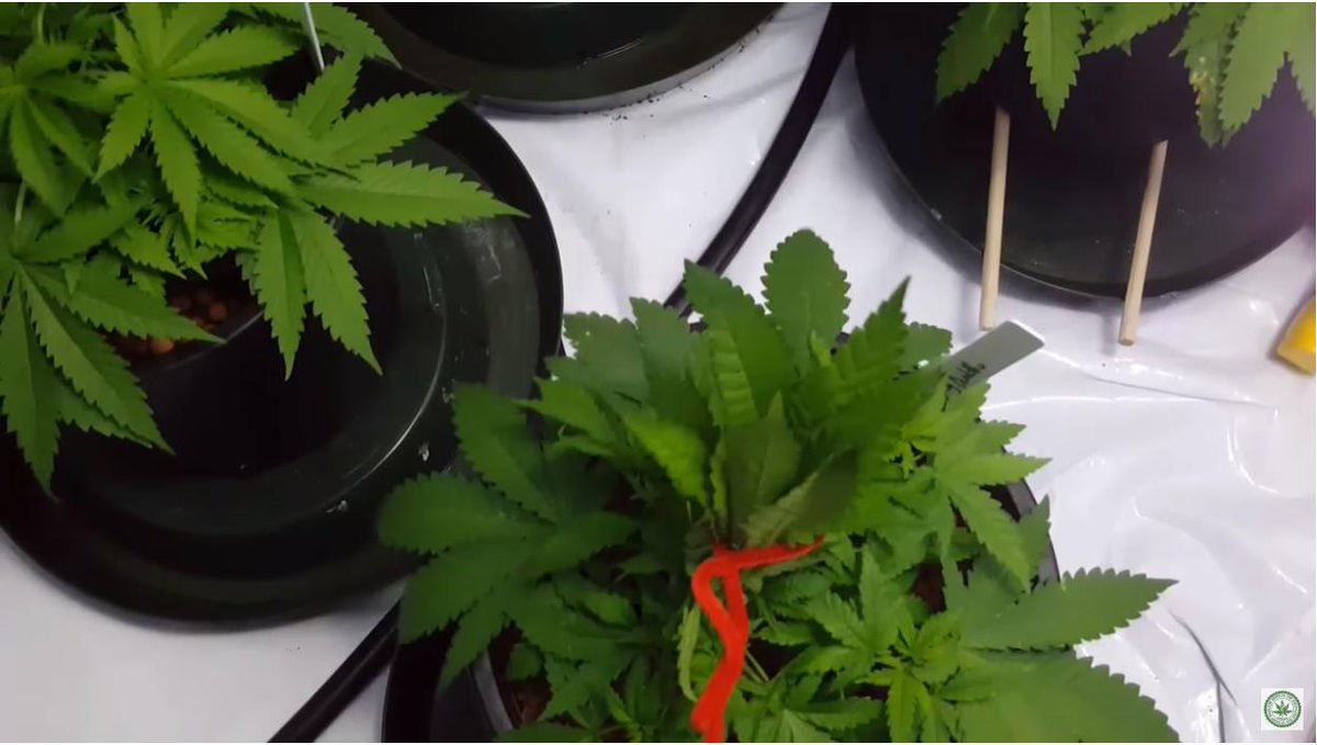 spliffseeds's tweet photo. How to pony tail for bushy plants and bigger yields - YouTube https://t.co/41f7N2mHUB #cannabis #htgb https://t.co/LaerO4fgcY