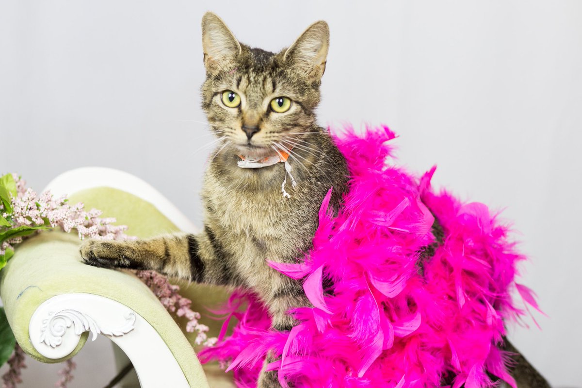 A_Oberlander's tweet photo. Looking for a fuzzy companion? These guys are looking for a lap! Head to CMPD Animal Care&amp;Control to meet them! #cmpdanimals #adoptakitty #kitties https://t.co/N2GdcuJg3A
