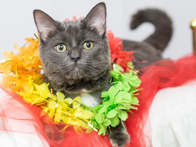 A_Oberlander's tweet photo. Looking for a fuzzy companion? These guys are looking for a lap! Head to CMPD Animal Care&amp;Control to meet them! #cmpdanimals #adoptakitty #kitties https://t.co/N2GdcuJg3A