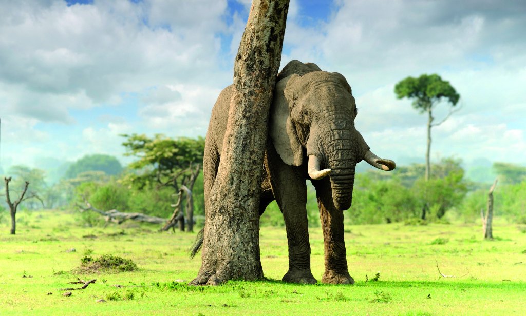 Botsuana reabre la caza en el país, tras cinco años de prohibición cazawonke.com/actualidad/832…