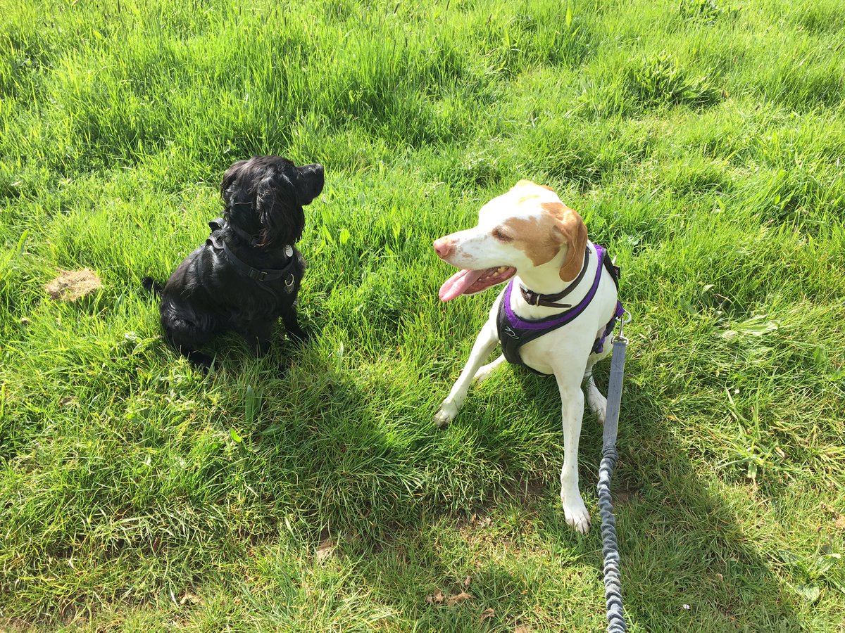 akinlosskid's tweet photo. @laurarcreative ...and 12hrs later π we did 4mi of it all again ππ€£ just for these two #runforfun #canicross #PointerX #CockerSpaniel @wmcrunners https://t.co/kff0mumHY3