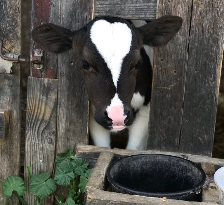 CowoftheDay1's tweet photo. 23rd May 2019 https://t.co/AtdHXB2lpt