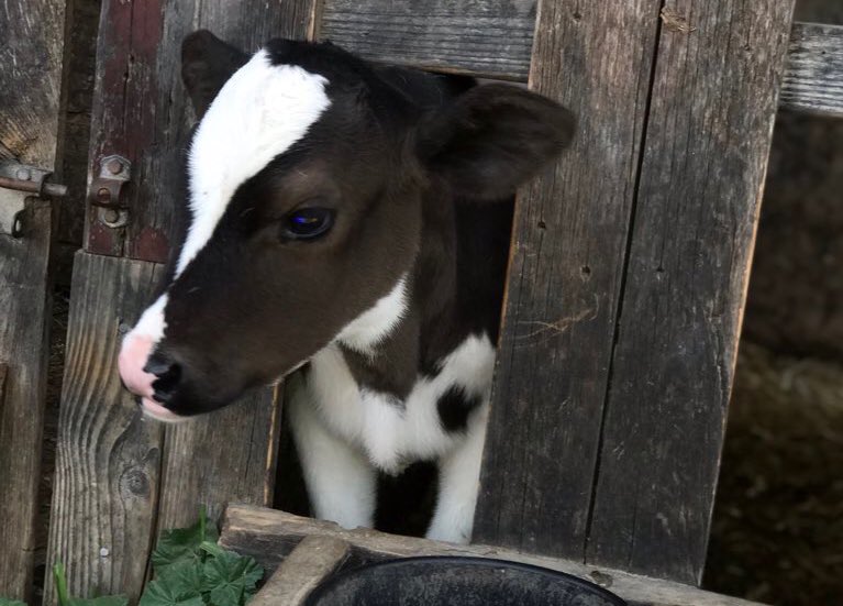 CowoftheDay1's tweet photo. 23rd May 2019 https://t.co/AtdHXB2lpt