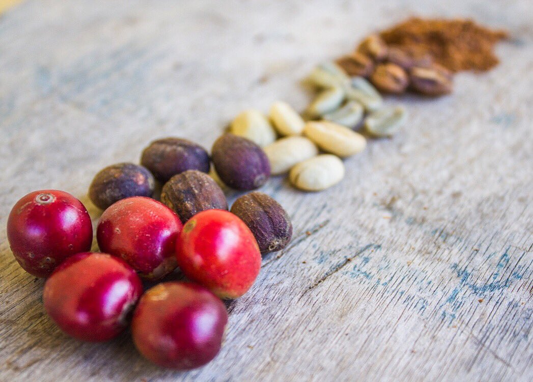 senderocoffee's tweet photo. Cherry to cup - we’ve been sourcing coffee for 3 years. Thanks to all roasters who purchase our green beans and thanks to our customers for consuming freshly roasted coffee with an ethical, traceable footprint. #coffee #specialtycoffee #espresso #coffeeshop #cafe #london https://t.co/YkewIpHdd0