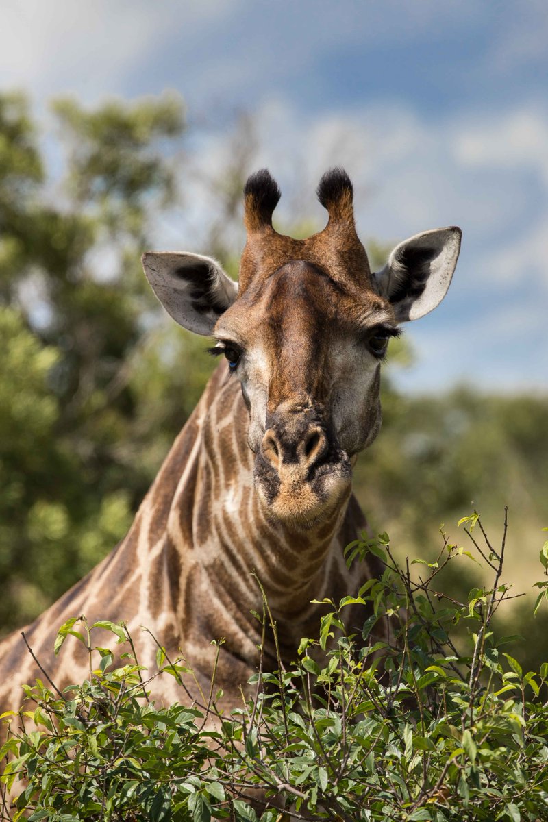 With those lusciously long eyelashes, endless legs, and graceful neck, there's no denying that the giraffe is the supermodel of the African bush.
Image taken at <a href="/SausageTreeCamp/">Sausage Tree Safari Camp</a> 
📸 Matthew Sussens