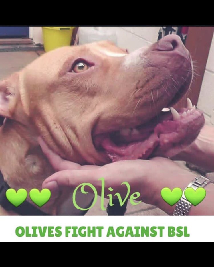 RachaelB100's tweet photo. Please All RT &amp; Fill Twitter with 💚 hearts for @JusticeForOlive  At Court today 🙏 All the positivity and love in the World innocent gorgeous Olive will get justice &amp; be free 💚💚#freeOlive #JusticeforOlive #EndBSL https://t.co/xIUj6MBfad