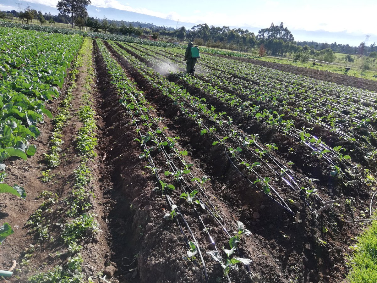 IrriHub's tweet photo. Good morning from Naivasha, kwa Ben area! https://t.co/KE0DaqtnXU