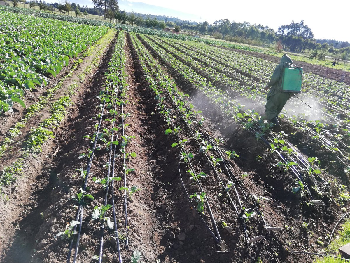 IrriHub's tweet photo. Good morning from Naivasha, kwa Ben area! https://t.co/KE0DaqtnXU
