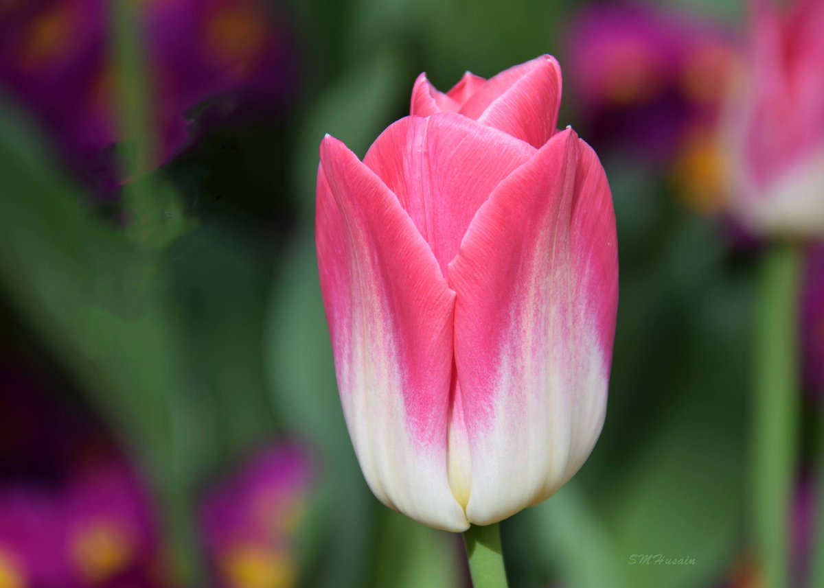 syedart's tweet photo. A Beautiful Tulip, Regents Park, London. https://t.co/BSJUMolchU