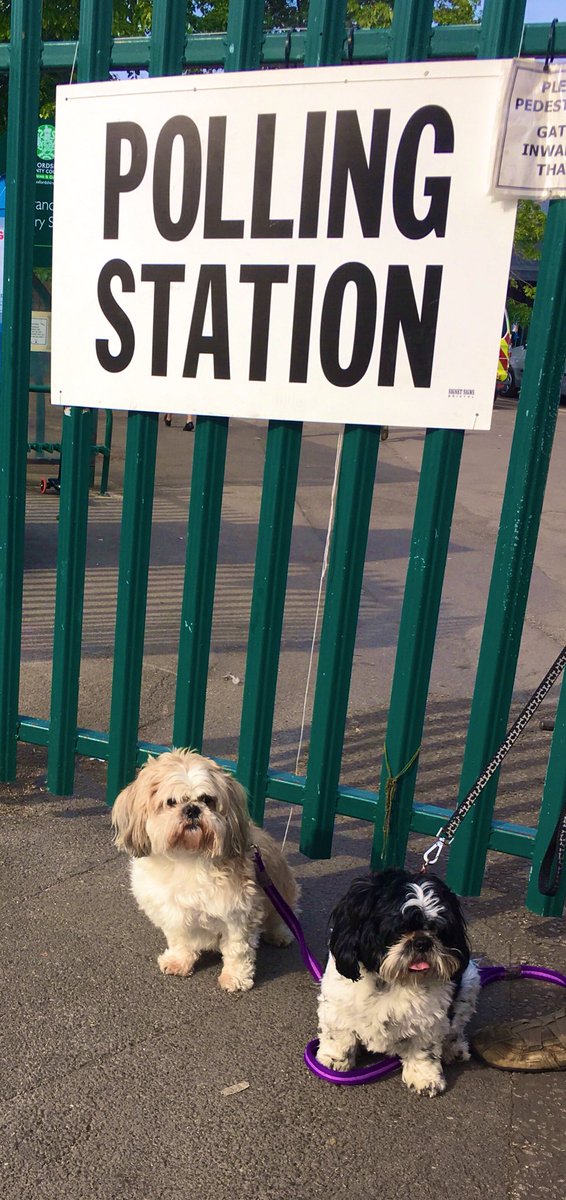 Flash the Shih Tzu tweet media