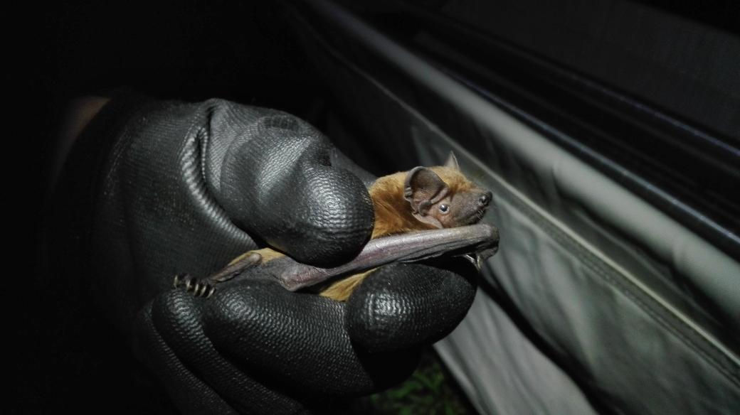 vixdewar's tweet photo. An amazing start to my bat season last night with Cambs bat group. Over 25 bats and 8 different species trapped! https://t.co/tSLlH6L2ms