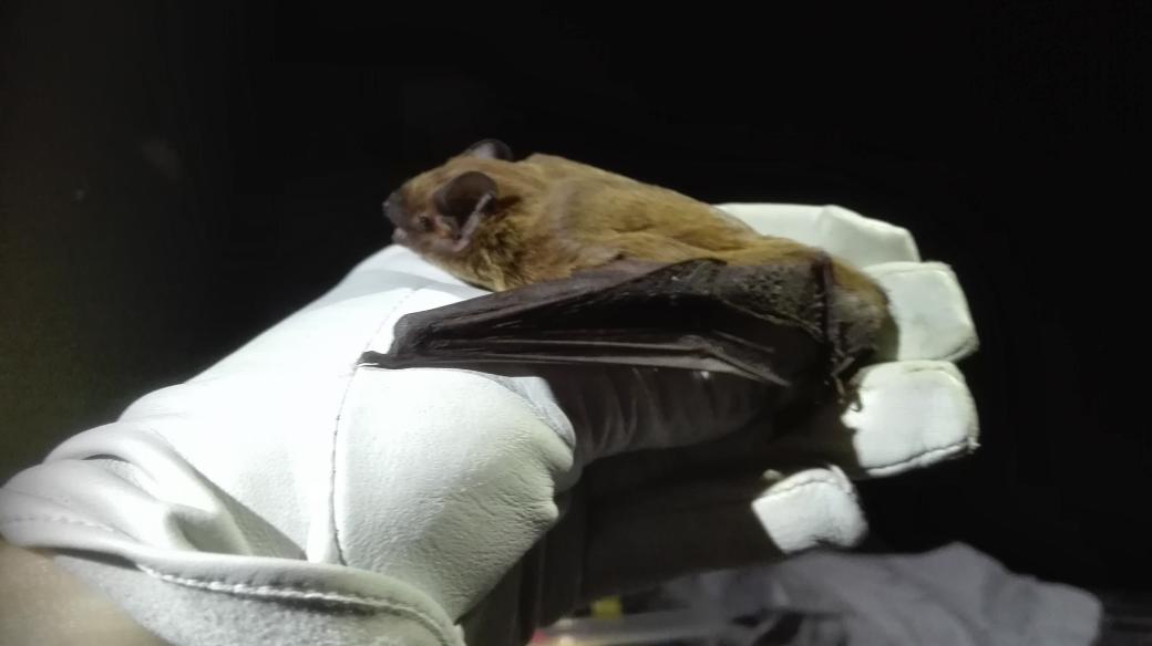 An amazing start to my bat season last night with Cambs bat group. Over 25 bats and 8 different species trapped!