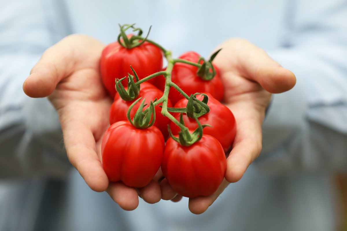The_GH_Growers's tweet photo. Head on down to @sainsburys to discover the delights of our delicious #RubyJewel tomatoes exclusive to #Sainsburys. A jewel in any salad bowl. https://t.co/ZT0FbTAlNj
#BTF19 #Britishtomatoes @Britishtomatoes https://t.co/d2rETMd5Wm