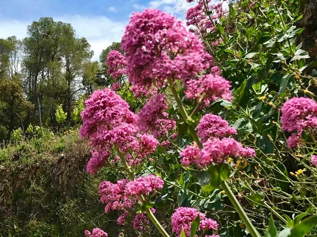 VinyesDomenech's tweet photo. Entre vinyes 🍃 la primavera flueix 🌸 i la vida 🐞 s’expressa de mil formes diferents.
.
Ja ha arribat l’hora de collir-ne 👨🏻🌾 les #valerianes, les #calèndules, les #malves i les #camamilles, per tal de començar a pensar en els preparats biodinàmics.
.
Esperem la vostra visita 😉 https://t.co/LVTyP3pBi6
