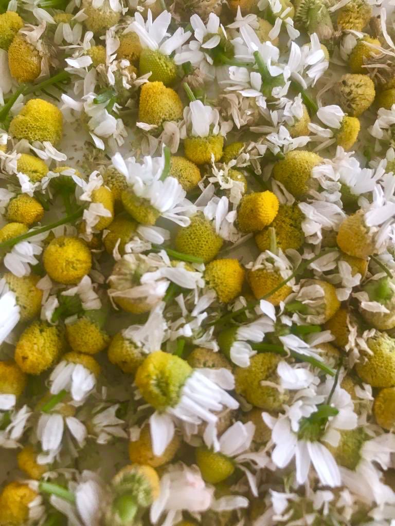 VinyesDomenech's tweet photo. Entre vinyes 🍃 la primavera flueix 🌸 i la vida 🐞 s’expressa de mil formes diferents.
.
Ja ha arribat l’hora de collir-ne 👨🏻🌾 les #valerianes, les #calèndules, les #malves i les #camamilles, per tal de començar a pensar en els preparats biodinàmics.
.
Esperem la vostra visita 😉 https://t.co/LVTyP3pBi6