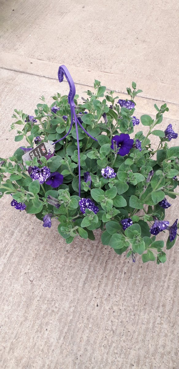 A fantastic offer for the rest of May - these Midnight sky petunia baskets.  At just £11.99 they are an easy way to brighten up your home and garden.