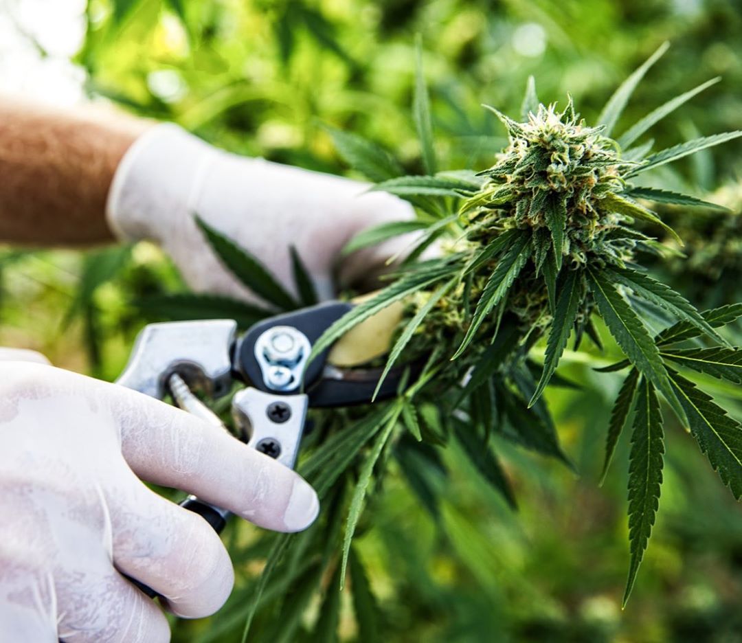 CANNEXProject's tweet photo. Who Said Money Doesn't Grow on Trees? π°π΅π΄πΆ
Learn More About @CANNEXProject : https://t.co/TUXeOzJaa1
#CANNEX #CannexProject #FromGreentoGold #medicalmarijuana #MedicalCannabis #hightimes #cannabisbranding #cannabismarketing #CannabisNews #marijuanastocks #Marijuanawinthewar https://t.co/TDiykF7hXO