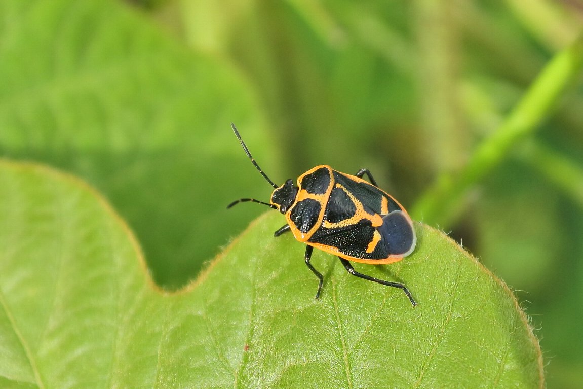 漱石枕流 まだ成虫になっていないので 黒以外のところが黄色ですが 成虫になると黄色の部分がオレンジ色になります 菜の花につくカメムシ ナガメ の小型版という意味の ヒメナガメ という名前で アブラナ科植物のキャベツやダイコンの害虫だそうです