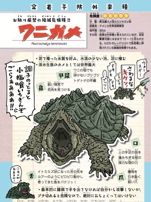 【ワニガメ】定着予防外来種
・ガメラのモデル
・原産地の北米では絶滅危惧種
・ゴツゴツの甲羅はワニの顎でも砕けない
・顎の力は人の指程度なら噛みちぎるほど強力
・基本的に臆病だが絶対におちょくってはいけない

#世界亀の日
『侵略… 